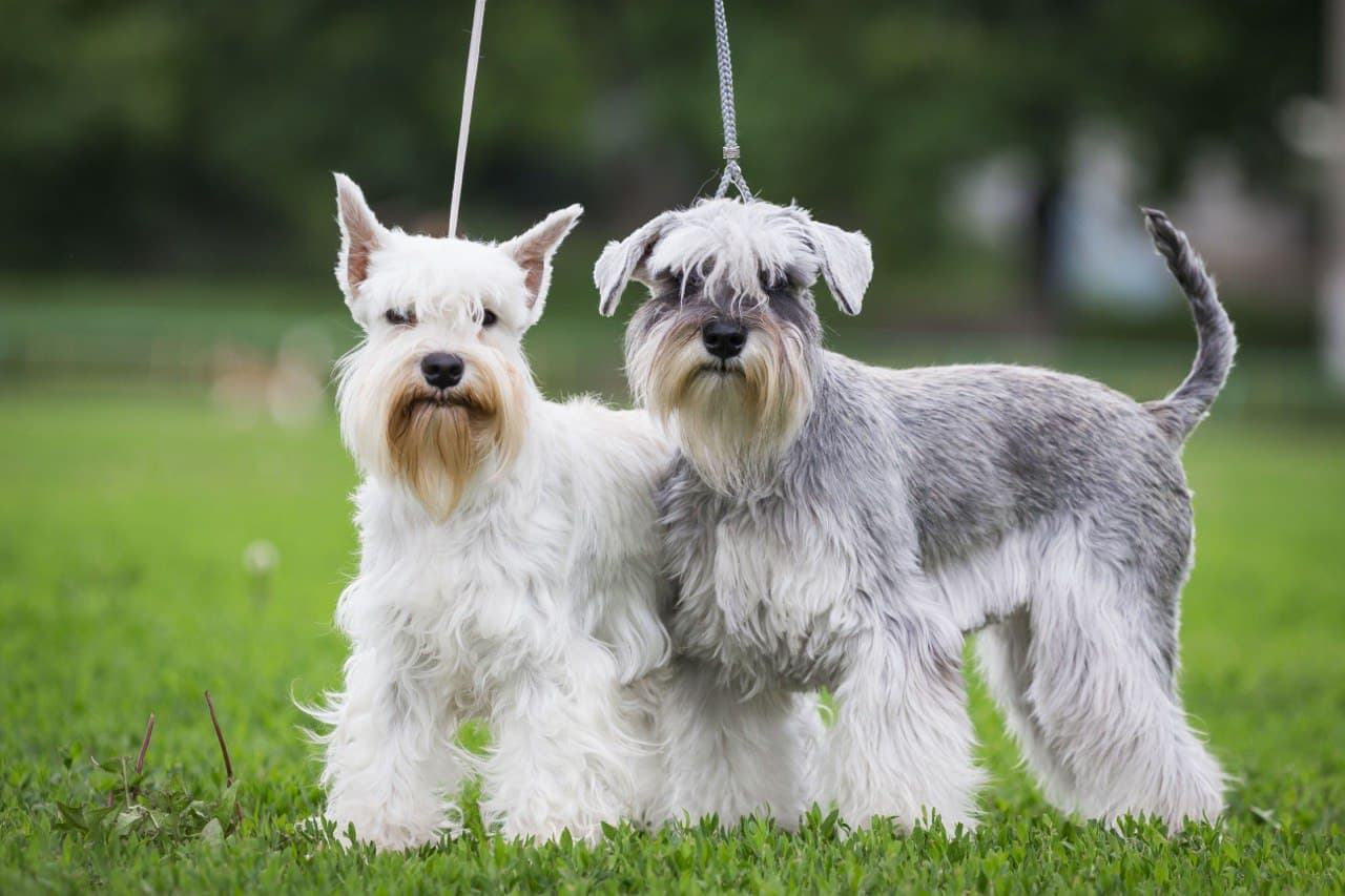 Цвергшнауцер Харьков