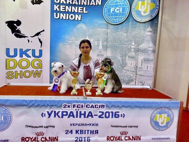 Цвергшнауцер ELEN TAY