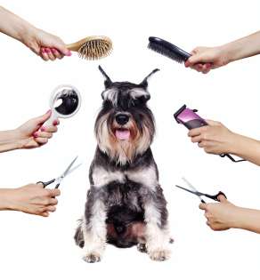 Триммінг та стрижка цвергшнауцерів та різеншнауцерів