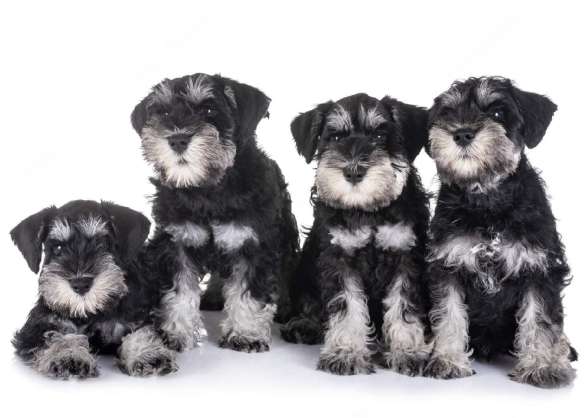 Догляд за цуценям цвергшнауцера.