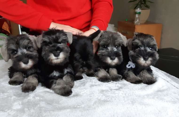 Щенки цвергшнауцера окрас перец с солью, родились 22.10.2021.