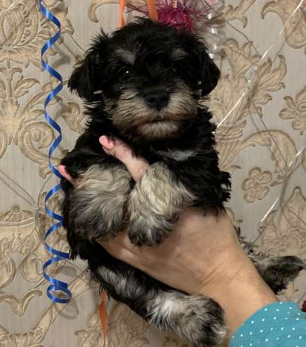 Щенок цвергшнауцера окрас черный с серебром